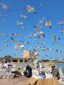 3 Days from Marrakech coastal cities